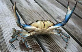 Image result for Florida Blue Crab