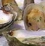 Image result for Oyster Clam