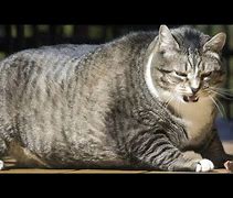 Image result for Super Cute Fat Cats