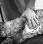Image result for What Is Cat CPR