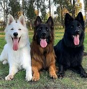 Image result for Different German Shepherd Dog