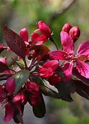 Image result for Flowering Crabapple Tree