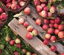 Image result for Autumn Apple Harvest