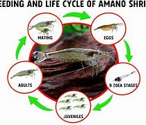 Image result for Amano Shrimp Growth Stages