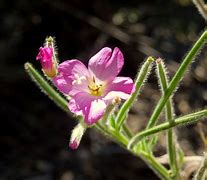 Image result for adelfilla