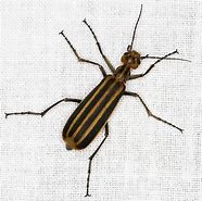 Image result for Striped Blister Beetle