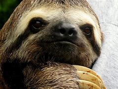 Image result for Sloth with Car Selfie Wallpaper