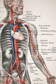 Image result for Physical Anatomy of the Human Body