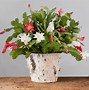 Image result for Christmas Cactus Varieties