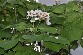 Image result for Sparmannia africana