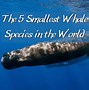 Image result for Smallest Whale in the World
