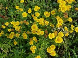 Image result for Yellow Flower No Background