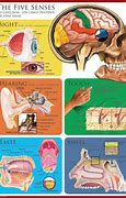 Image result for Human Sense Organs the Five Senses