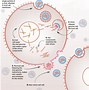 Image result for Common Human Viruses