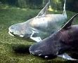 Image result for Giant Catfish Eating People