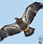 Image result for Yound Bald Eagle Flying