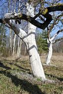 Image result for Apple Tree Trunk