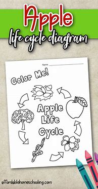 Image result for Apple Life Cycle Coloring Page