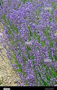 Image result for Lavandula angustifolia Brabants Lust