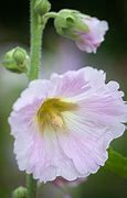 Bildergebnis für Alcea rosea Simplex