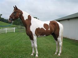 Image result for Rocky Mountain Spotted Horse