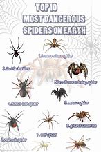 Image result for Poisonous Spider Identification