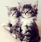 Image result for Cute iPad Backgrounds Cat