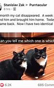 Image result for Funny Cat Story