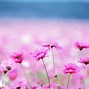Image result for Pink Flowers Wallpapers for Desktop