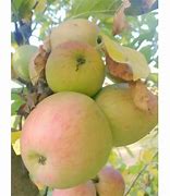 Image result for Ambri Kashmiri Apple