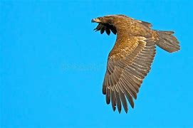 Image result for American Bald Eagle Drawings