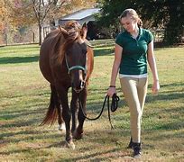 Image result for Trainers Leading Horses