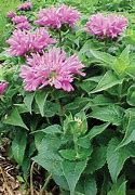 Image result for Monarda Petite Delight