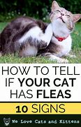 Image result for Cat Fleas Signs
