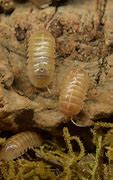 Image result for Isopod Moss