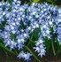 Image result for Chionodoxa forbesii