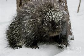 Image result for Cutest Porcupine Snow