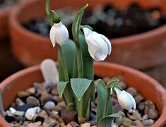 Image result for Galanthus Mr. Camouflage