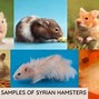Image result for Big Hamster Breeds