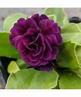 Image result for Primula auricula Purple Pip