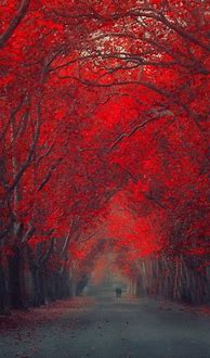 Image result for Find Free Red iPhone Wallpaper
