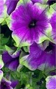Image result for PETUNIA MOONLIGHT ECLIPSE