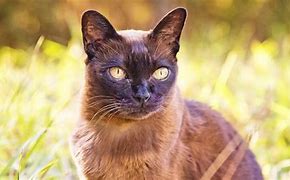 Image result for Burmese Lamia