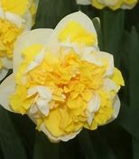 Image result for Narcissus Doctor Witteveen