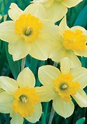 Image result for Narcissus Carlton