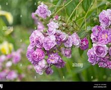 Image result for Rosa Marie Viaud