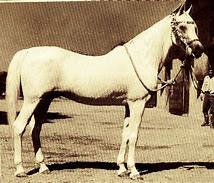 Image result for Egyptian Horse Breeds