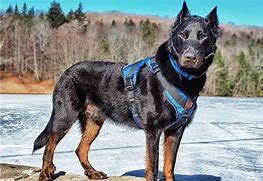 Image result for Guard Dog Breeds