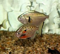 Image result for Red Hook Silver Dollar Fish