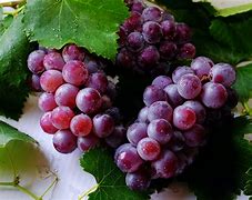Image result for A Grape